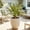 Variegated, variant on 20in Artificial Agave Plant, Green UV Resistant Fake Agave, Unpotted Small Faux Plant for Indoor Outdoor Decor