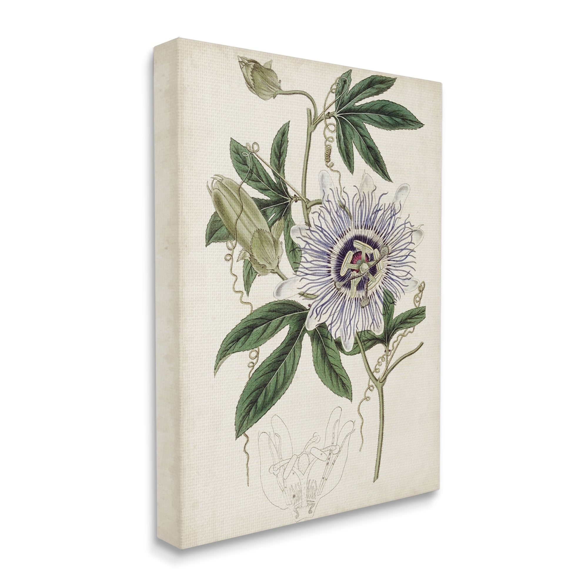Stupell Industries Vintage Garden Flower Illustration Plant Anatomy Study,16 x 20,Designed by Curtis