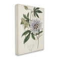 thumbnail image 2 of Stupell Industries Vintage Garden Flower Illustration Plant Anatomy Study,16 x 20,Designed by Curtis, 2 of 5