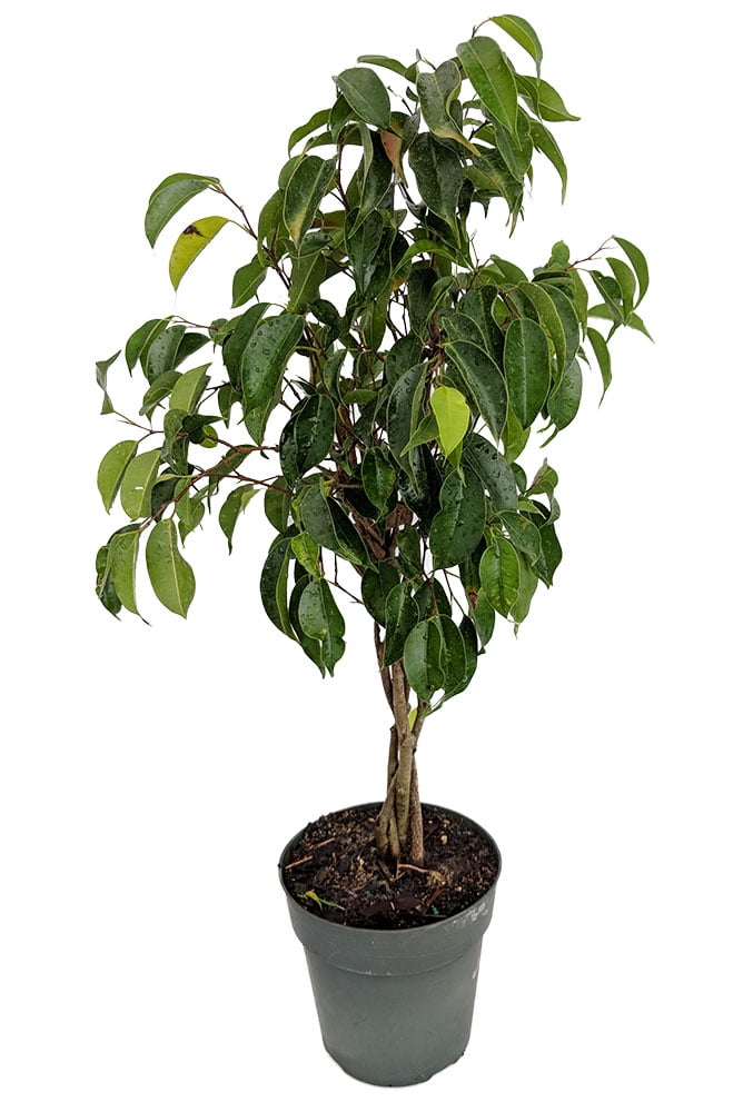 Braided Wintergreen Weeping Fig Tree Ficus benjamina Easy to Grow