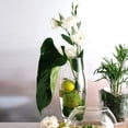 thumbnail image 3 of Florero De Vidrio 280 Ml Pasabahce, 3 of 3
