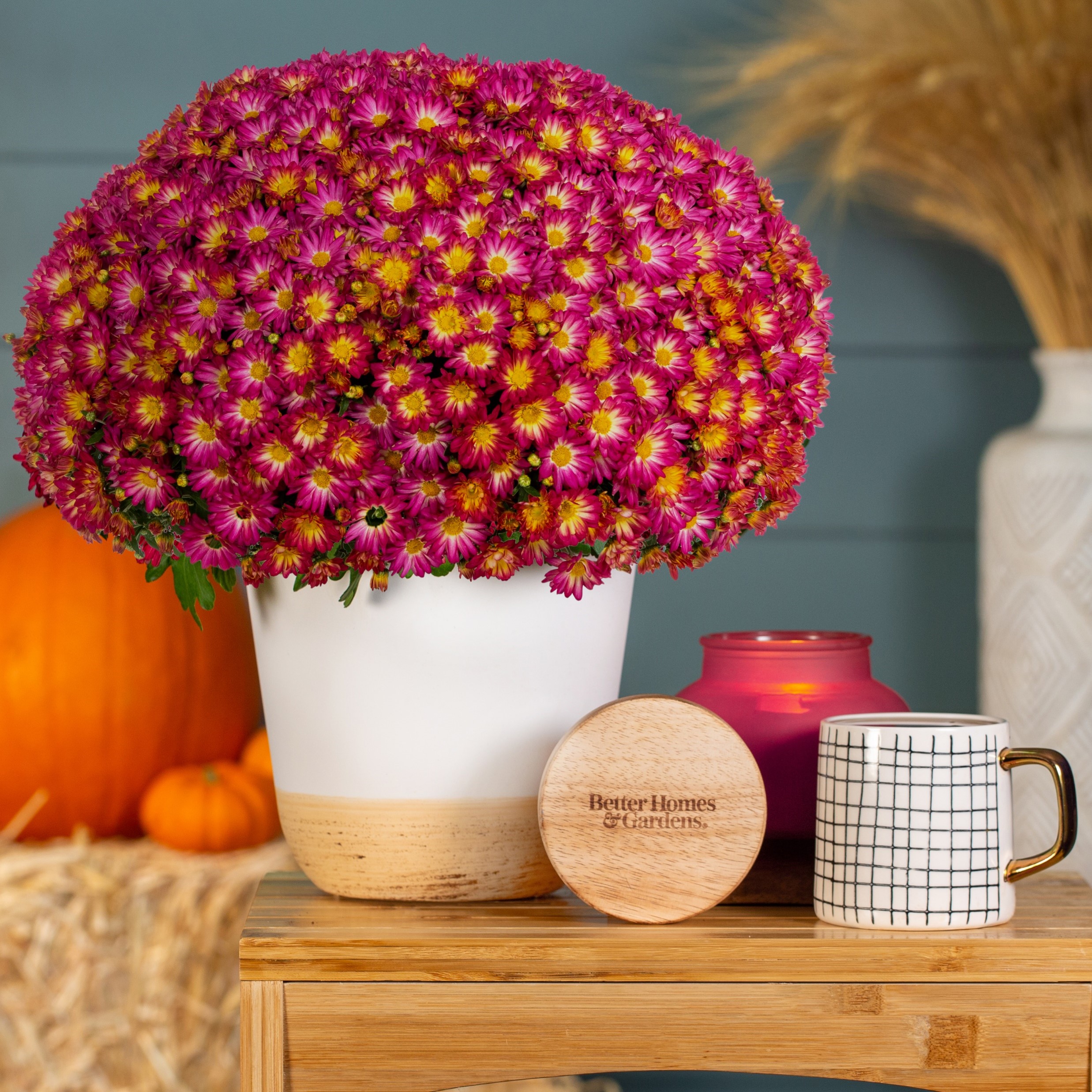 Better Homes & Gardens Scents of the Season 1G Red Mum Live Plant Decorative Pot Farm Apple Pumpkin Sun