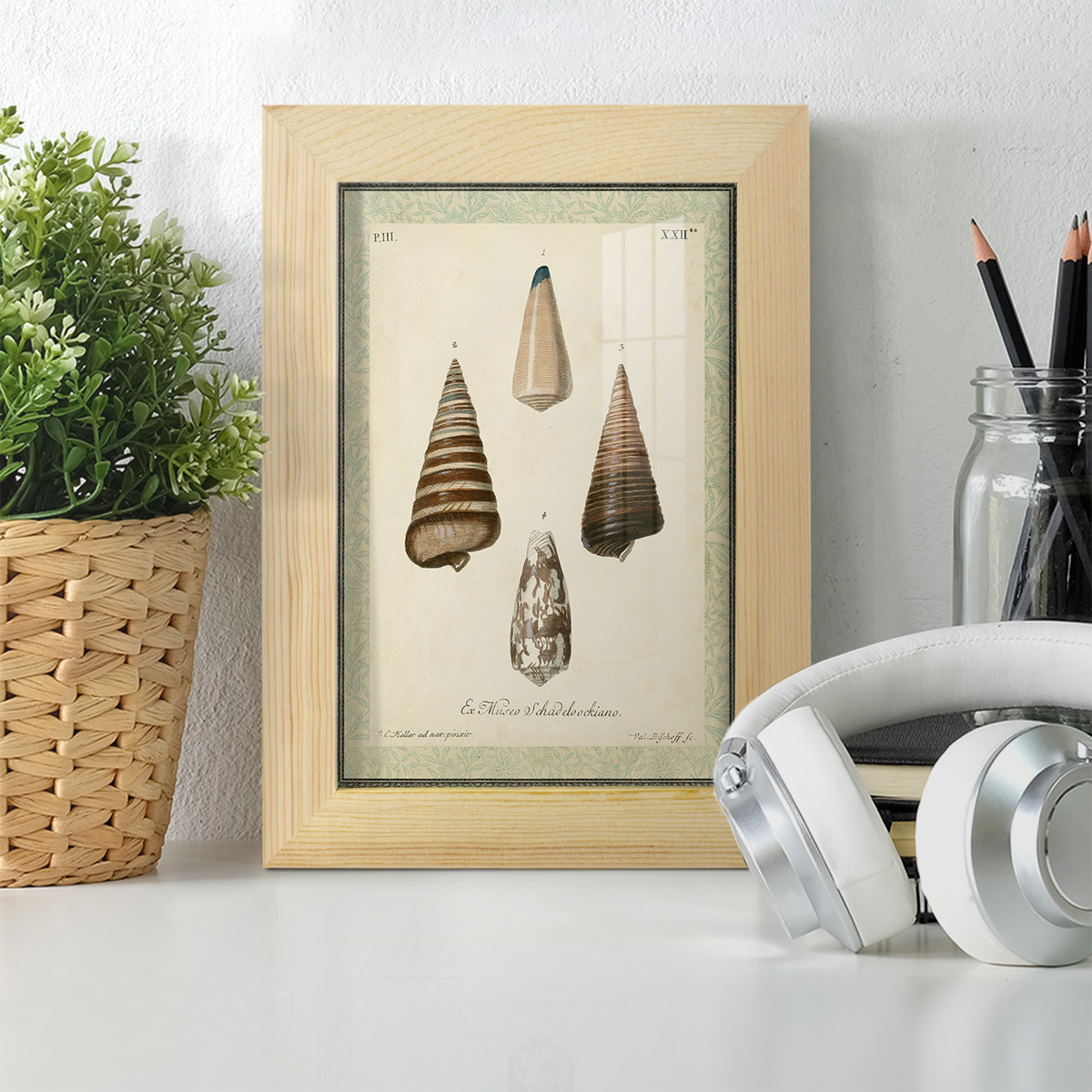 Bookplate Shells VI - Framed Print w/glass - Natural Wood