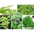thumbnail image 2 of 260 Seeds| Catnip Seeds - Authentic Seeds ~ GMO Free ~ Seeds~Flower seeds~ Vegetable seeds~ Asian Garden~ Flowers~ Herbs B5G1 #7006, 2 of 5