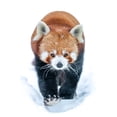 thumbnail image 2 of Larsson, Dan 17x24 Gold Ornate Wood Framed with Double Matting Museum Art Print Titled - Red Panda, 2 of 4