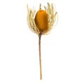 thumbnail image 1 of 12-18 in. Jumbo Aspen Gold Banksia Flower Stems, 1 of 1