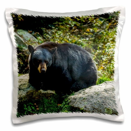 3dRose North Carolina, Grandfather Mountain State Park, Black Bear - Pillow Case, 16 by