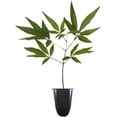 thumbnail image 2 of Chaste Tree  20 Live Seedlings  Texas Lilac Shoal Creek Vitex  Agnus Castus  Purple Flowering Lilac Shrub, 2 of 9