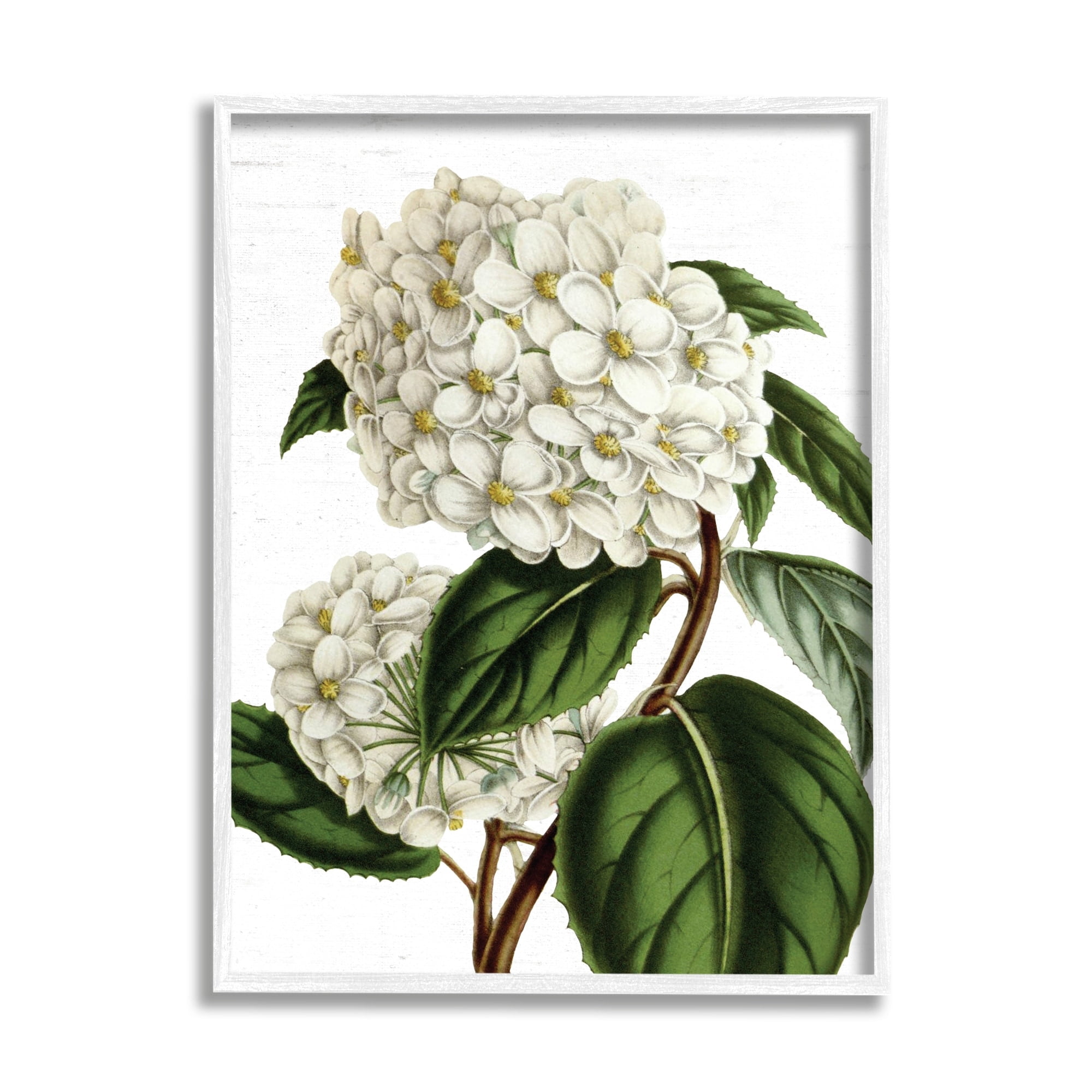 Stupell Industries Begonia Opuliflora Flower Stem Vintage Botanical Study,24 x 30, Design by Lettered and Lined