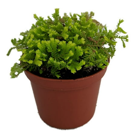 Selaginella Christmas Fern Golden Fern Club Moss - Selaginella - Terrarium/FairyGarden/Houseplant- 2.5