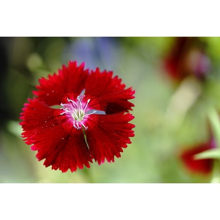 Outdoor Sun Face Wall Art Acrylic Face Mounted Prints Flower Sun Garden Green Summer Red Summer Flowers Print 20 x 16. Worry Free Wall Installation - Shadow Mount is Included. ()