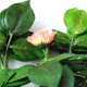 thumbnail image 4 of Guirnalda de rosas artificiales Simulación Decoración floral Colgante de pared para el hogar Vid de flor de rosa falsa, Champán Sweethay HA8234-03B, 4 of 6