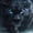 Black, variant on Snowy Black Panther Glowing Azure Eyes Blizzard Canvas Wall Art,Cold Wildlife Ornament Pictures fit Hallway Condo Interior Ready to Hang-12"L x 8"W
