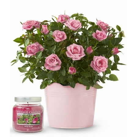 From You Flowers - Rose Petal Glow Gift Bundle for Birthday, Anniversary, Get Well, Congratulations, Thank You, All Occasions