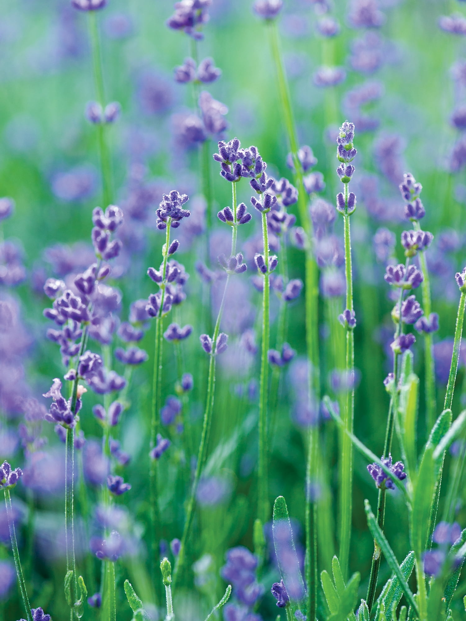 Burpee Munstead Lavender Herb Seed,  Annual Lifecycle, Full Sun, 1-Packet
