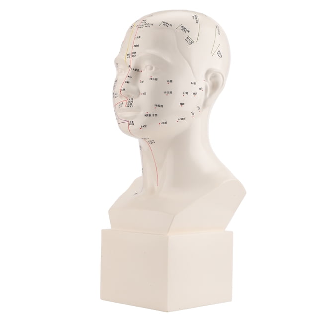 Modèle d'Acupuncture de Tête, Lettrage d'Écriture Clair Modèle d'Acupuncture Standard Acupoints Gravure HD PVC Douce pour la Pratique