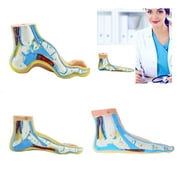 Foot Anatomical Model, Human Anatomical Foot Model, Normal Flat Arched Foot Model with Muscles, Ligaments