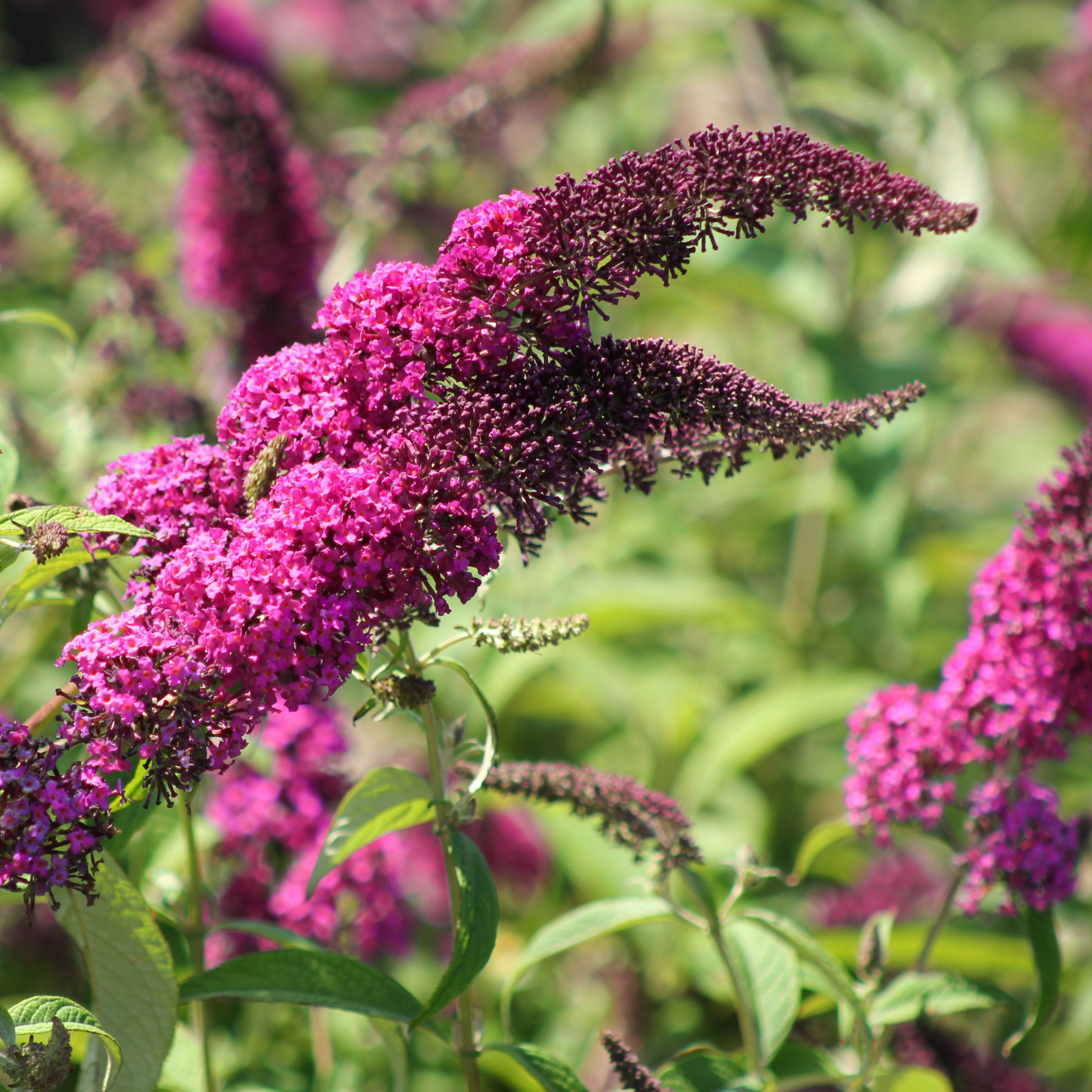 National Plant Network 3.25 in. Buddleia Magenta Buzz (4-Pack)