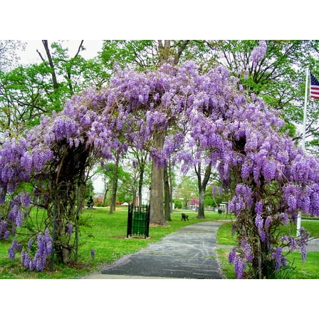 ( 1 ) - Amethyst Falls Wisteria Vine - Starter Plant ( 5L ) ( 1 live plant )
