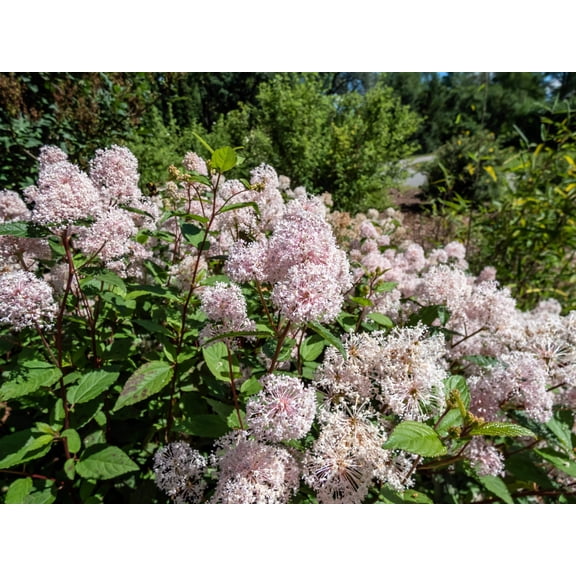 20 White NEW JERSEY TEA Hummingbird Flower Ceanothus Americanus Shrub Seeds