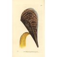 thumbnail image 2 of Prickly Pen Shell, Pinna Muricata Poster Print By ® Florilegius Mary Evans (24 X 36), 2 of 4