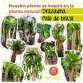 thumbnail image 4 of Planta artificial decorativa Artego Dracaena Palo de Brasil grande 170cm para hogar sala comercio oficina, 4 of 8