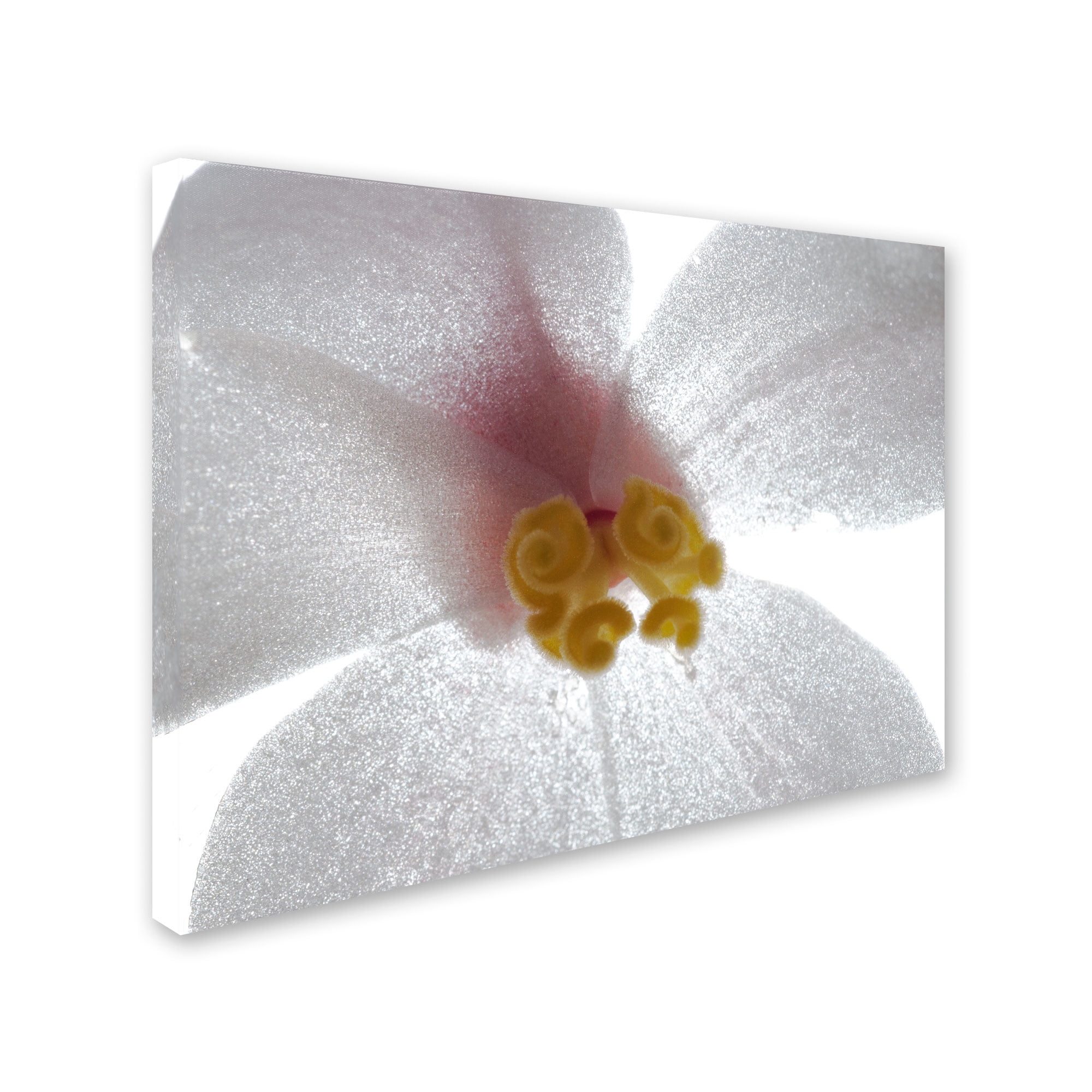 Trademark Fine Art "Escargo Begonia" Canvas Art by Kurt Shaffer