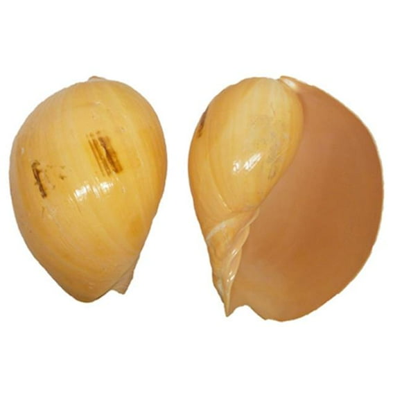 U.S. Shell 08004 6-7 in. Melo Melo Seashells - 3 Piece