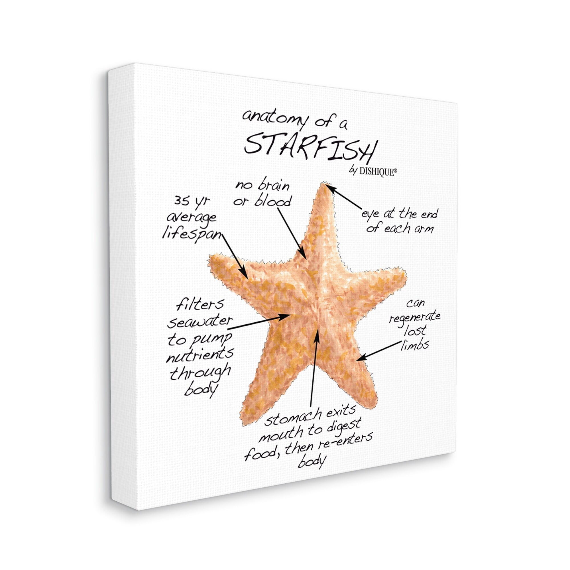 Stupell Industries Anatomy of Starfish Sea Life Wildlife Educational Facts Graphic Art Gallery Wrapped Canvas Print Wall Art, Design by Dishique