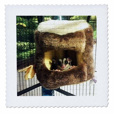 3dRose Sugar Glider Peaking out of Hanging Bed in Mosaic - Quilt Square, 10 by (Best Bedding For Sugar Gliders)
