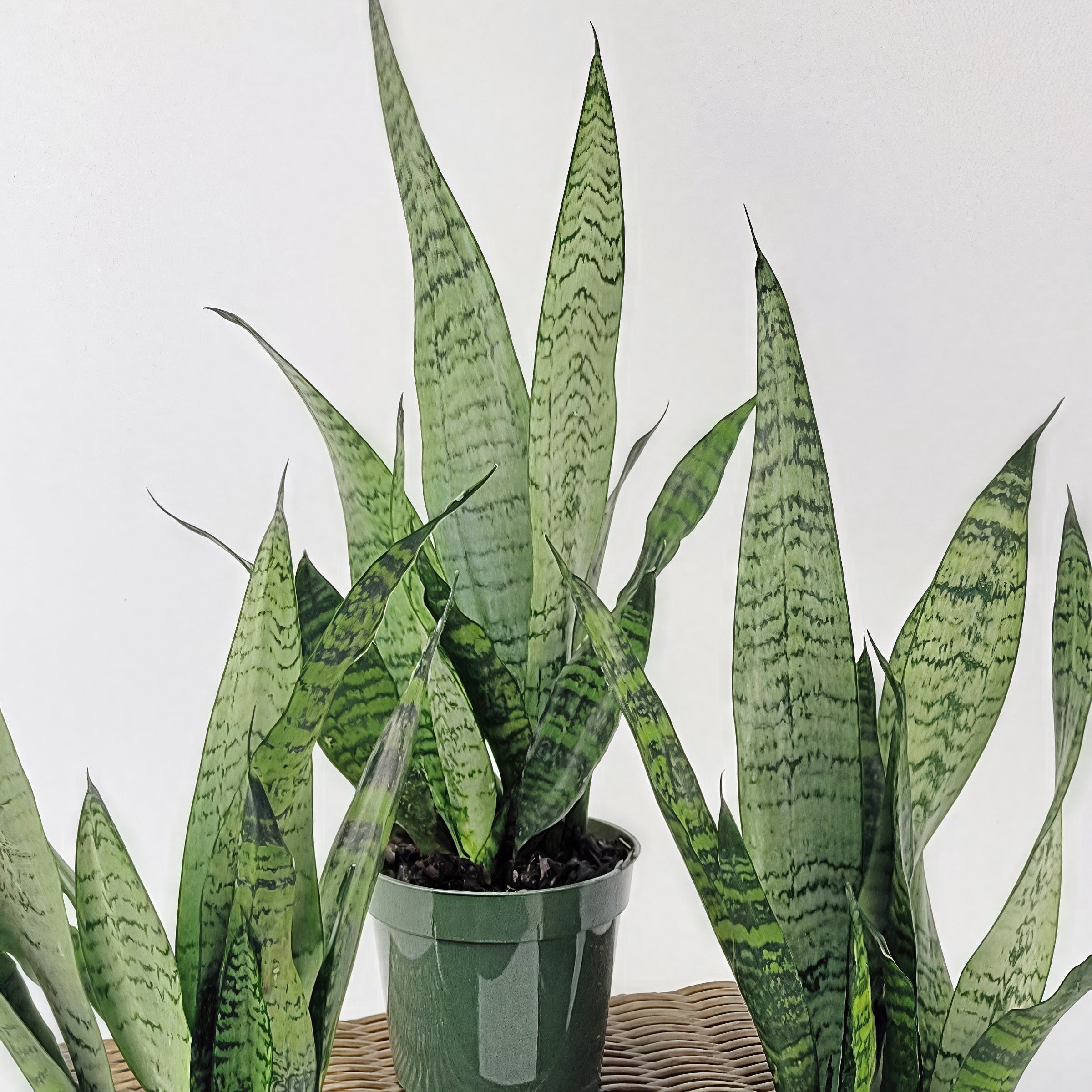 6 in. Sansevieria Zeylanica Plant in Grower Container