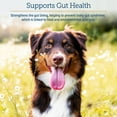 thumbnail image 4 of Rx Vitamins Colostrum for Dogs & Cats - Whole Bovine Colostrum for Cats Powder - Cat & Dog Supplement Ideal Dog Immune Support, Promotes Feline Digestive Health & Dog Allergy Support - 3.52 oz (100g), 4 of 9
