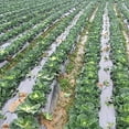 thumbnail image 2 of Agfabric 1.57mil Bio-Mulch Biodegradable Plasticulture Film Landscape for Organic Gardening Gardening Farming Film Weed Barrier 3x150ft Size black, 2 of 4
