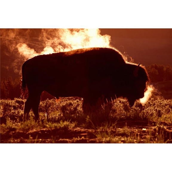 Steam Rolling Off Solitary Bison In Frost-Covered Grass Yellowstone National Park Poster Print by Natural Selection David Ponton, 18 x 12