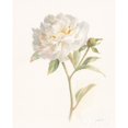 thumbnail image 2 of Garden Peony Poster Print by Danhui Nai, 2 of 2