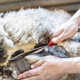 thumbnail image 4 of Hand Shears Red, 4 of 5