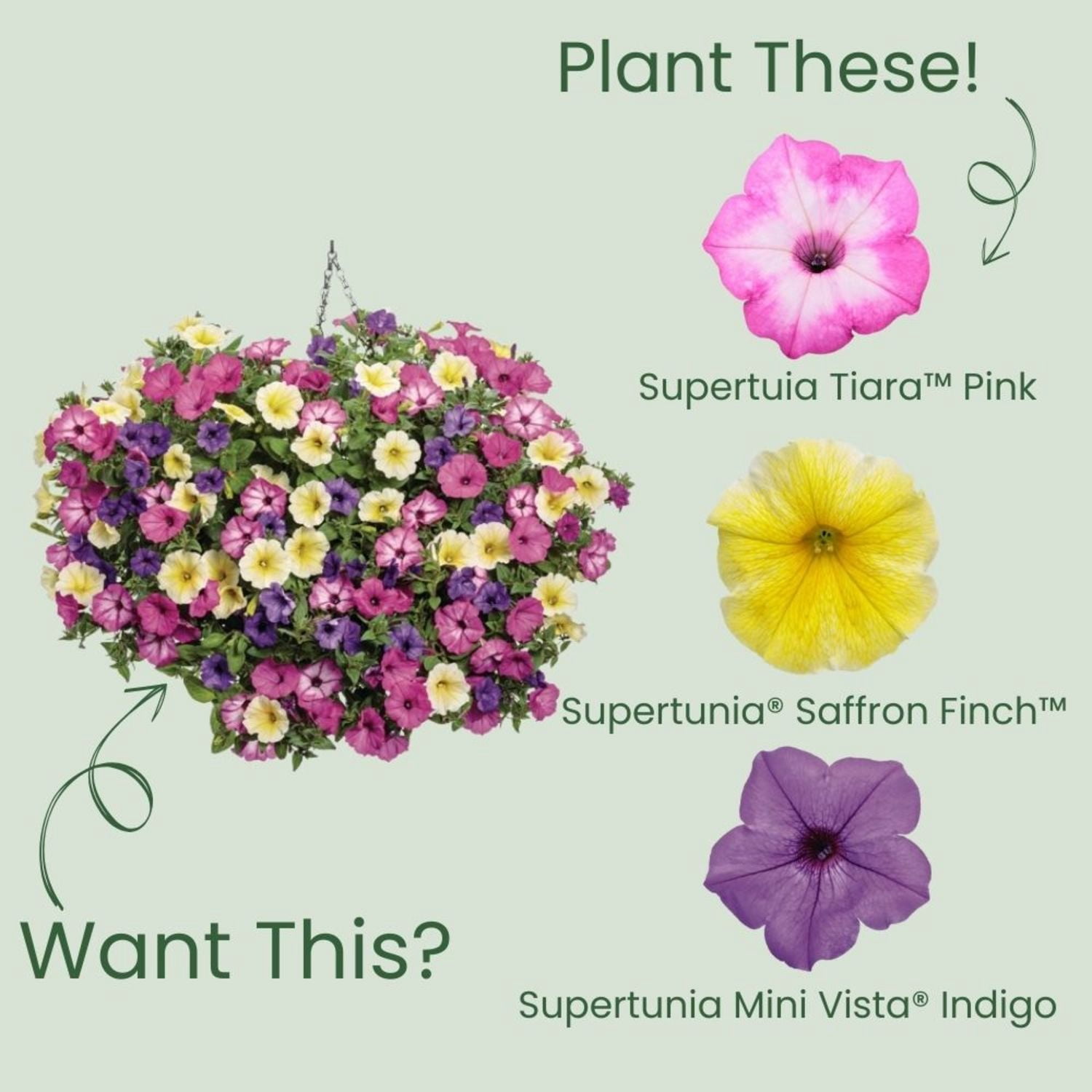 Proven Winners 4" Supertunia Pink Tiara Petunia Live Plant in 4.25" Pot (4 Count)