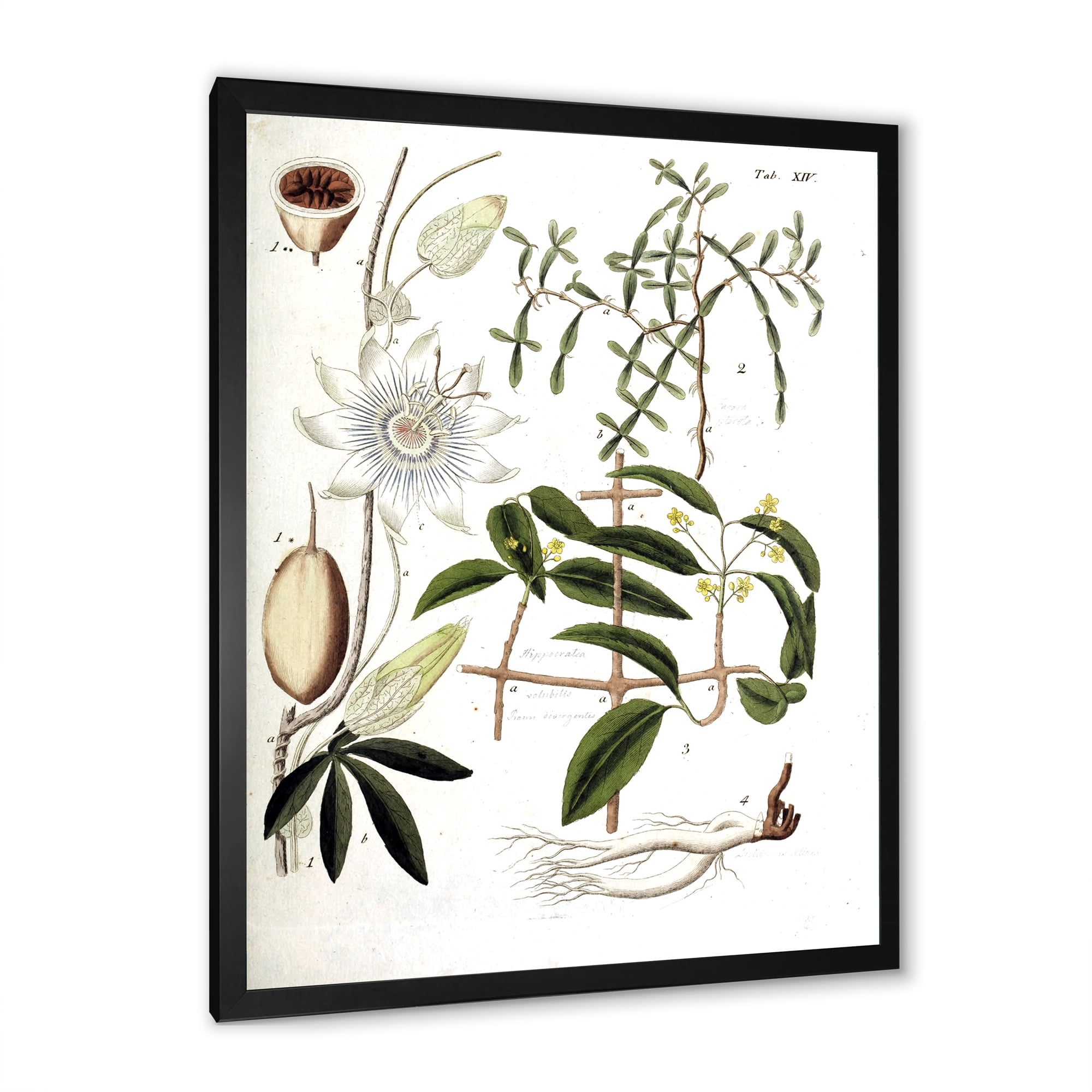 Designart 'Ancient Plant Life IV' Farmhouse Framed Art Print