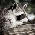 thumbnail image 2 of Prime, Marcus 26x26 Black Ornate Wood Framed with Double Matting Museum Art Print Titled - Pondering Raccoon, 2 of 4