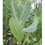 Earthcare Seeds - Wild Lettuce 50 Seeds (Lactuca Virosa) Heirloom - Open Pollinated