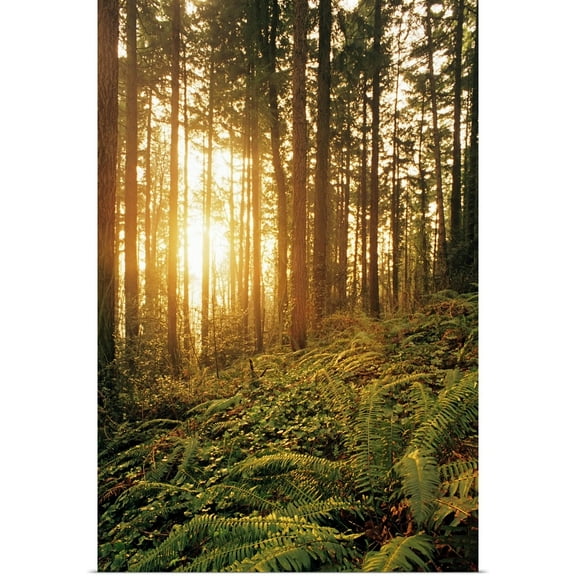 Great BIG Canvas | Rolled Greg Vaughn Poster Print entitled Oregon, Portland, Wildwood Trail, Sunlight Shining Through Fir Trees, Ferns, And Ivy