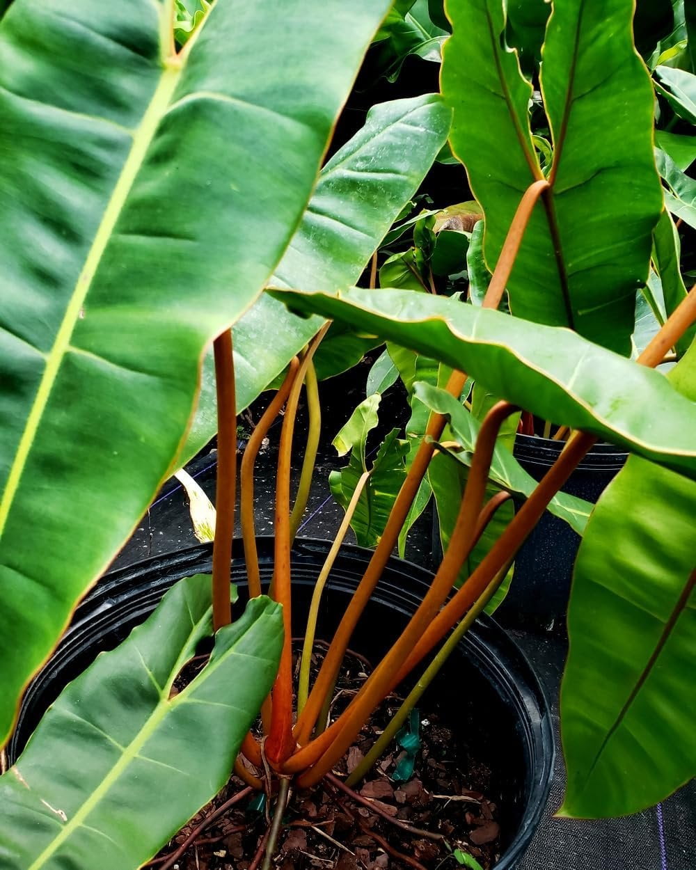 Billietiae Philodendron - Live Plant in a 4 Inch Pot - Philodendron Erubescens - Extremely Rare and Beautiful Indoor Houseplant - A Rare Tropical Masterpiece