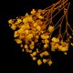 thumbnail image 4 of Flor Seca Macarena Decoración Navideña Estilo Rústico Amarillo, 4 of 8