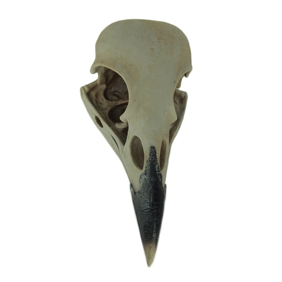 World of Wonders Zeckos Resin Raven Skull Wall Hanging Decor Corvus Bird of Prophecy