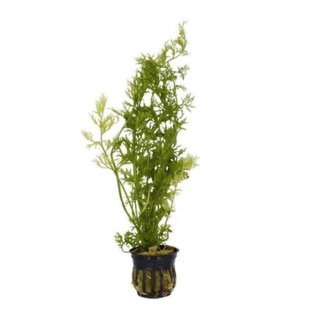 WATER SPRITE (Lace Leaf) Potted Live Aquarium Plants BUY2 GET1 FREE