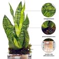 thumbnail image 2 of Live Sansevieria, Snake Plant, Houseplant Low Light, Mother's Day Gift, Office Gift Plant, Gardener Gift, Sympathy Gift, Birthday Gift for Women, Indoor Plant in 6" Wooden Gift Pot, 2 of 5