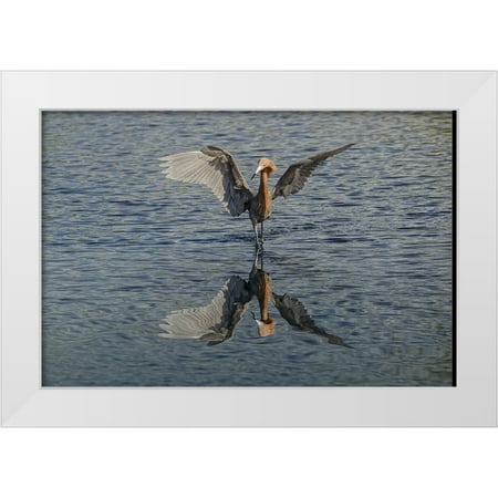 Jones, Adam 14x11 White Modern Wood Framed Museum Art Print Titled - Reddish egret fishing-Merritt Island National Wildlife Refuge-Florida