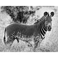 thumbnail image 2 of Farnsworth, Sarah 32x26 Black Ornate Wood Framed with Double Matting Museum Art Print Titled - Zebra Lookout, 2 of 4