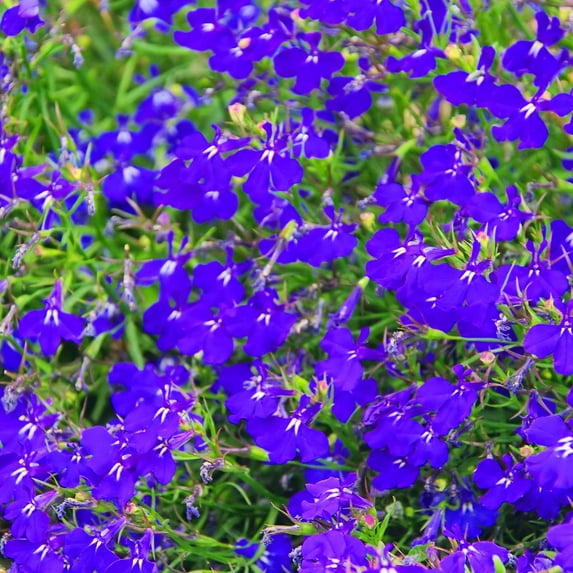 Lobelia Flower Garden Seeds - Palace Series, Royal Dark Blue - 1000 Seeds - Upright, Annual Flower Gardening Seed - Lobelia erinus