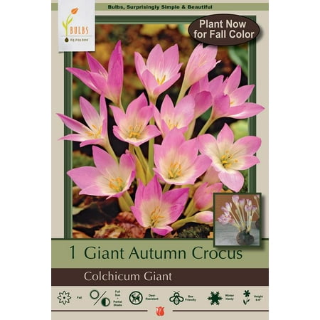 Giant Colchicum Fall Crocus 1 Bulb - Deer Resistant - 20/+